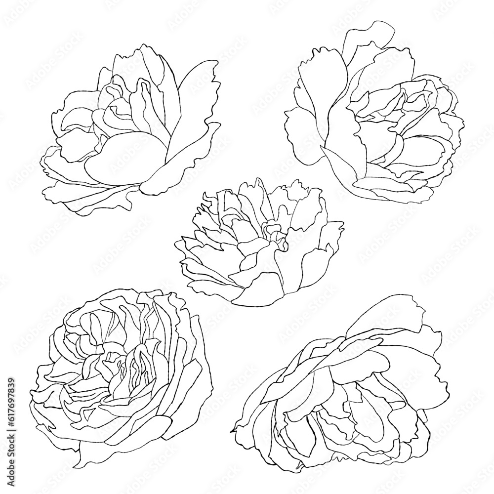 Fototapeta premium Collection blossom garden flowers. Vector illustration. Isolated linear hand drawn plants for design, decor and decoration.