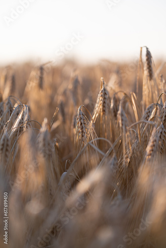 golden wheat field
