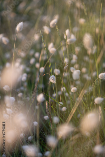 dandelion in the grass