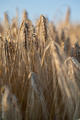 wheat field in summer