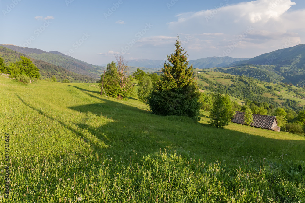 Mountain meadows on the Carpathian ridge top in sunny weather