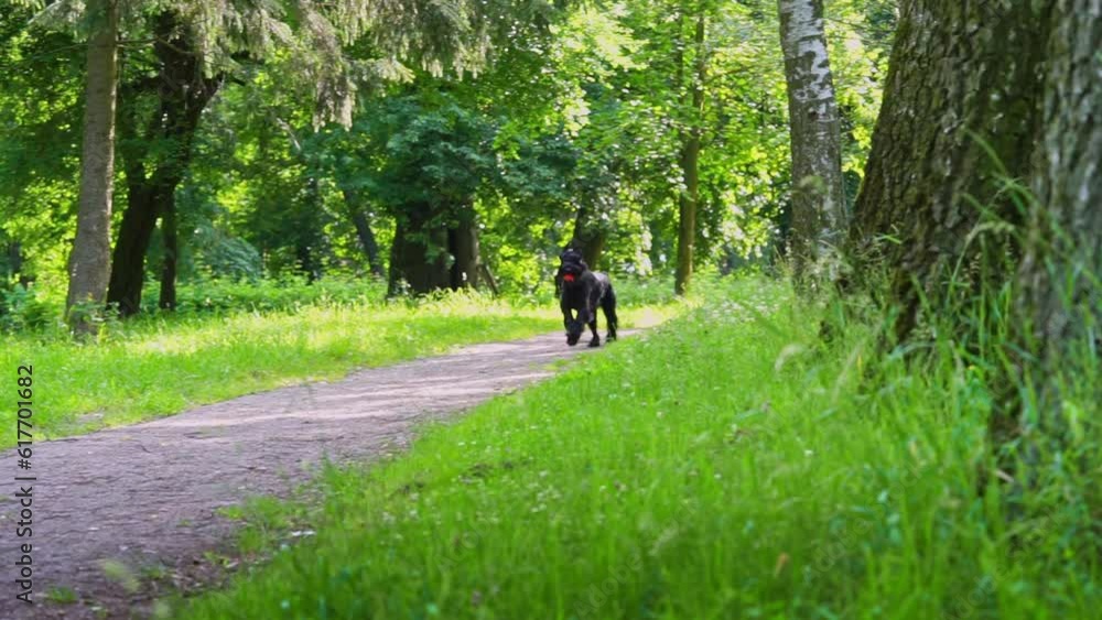 Giant schnauzer dog playing with a ball in a green summer park. Giant schnauzer dog playing with a ball in a green summer park.