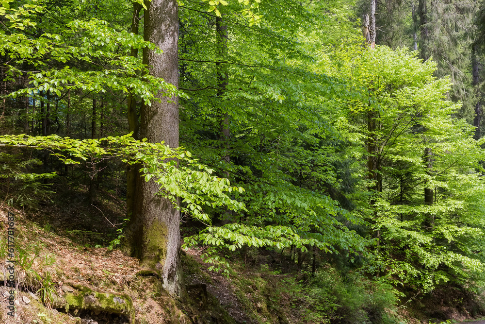 Fragment of the spring forest on the mountain slope Fragment of the spring forest on the mountain slope