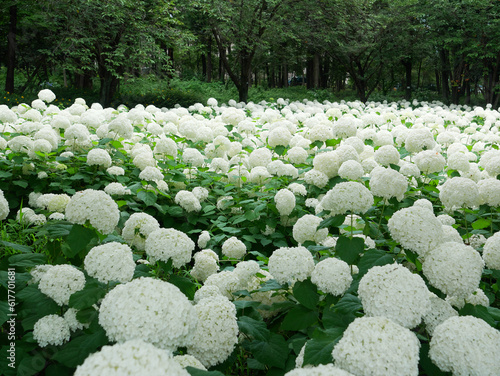 日本、神奈川県、6月、アナベルの花畑