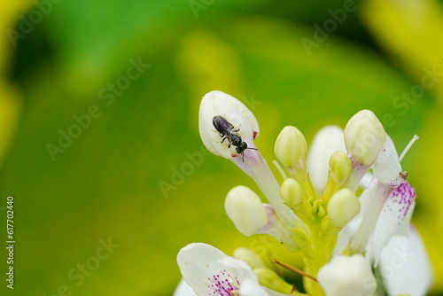 Hylaeus is a diverse genus of small solitary bees belonging to the family Colletidae. These bees are commonly referred to as yellow-faced bees due to their distinctive markings photo