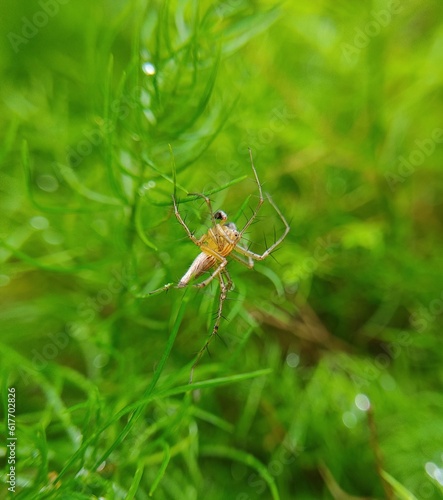 Macro photography , There is a spider in small tree