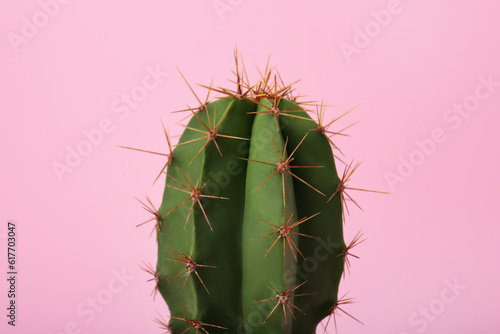 Εκτύπωση καμβά Beautiful green cactus on pink background, closeup