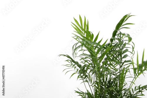 Beautiful chamaedorea palm near white wall, closeup and space for text. Exotic houseplant