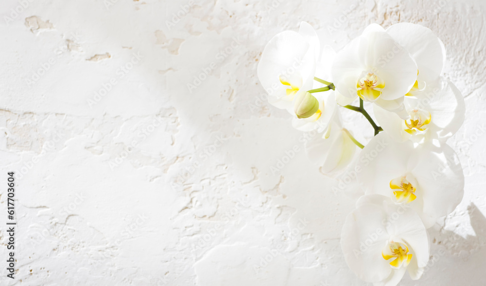 Fototapeta premium White orchid flowers on abstract texture background with text space