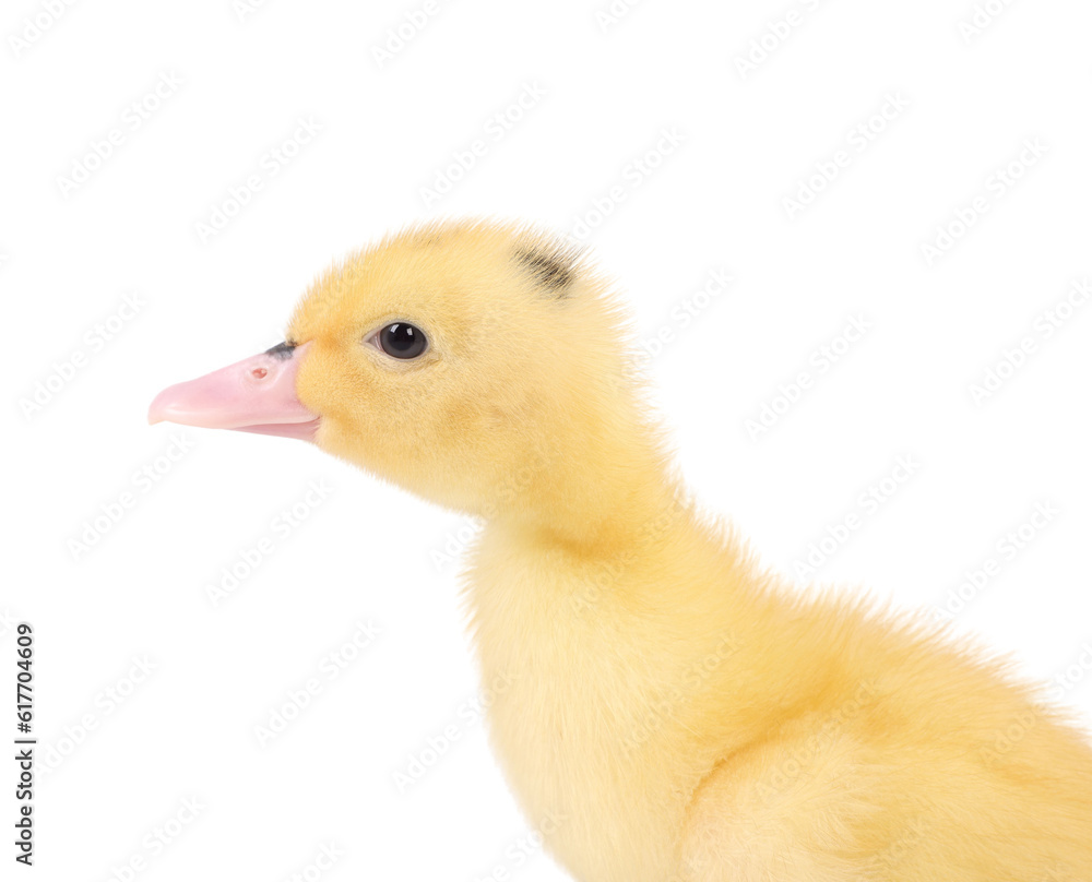 Baby animal. Portrait of cute fluffy duckling on white background Baby animal. Portrait of cute fluffy duckling on white background