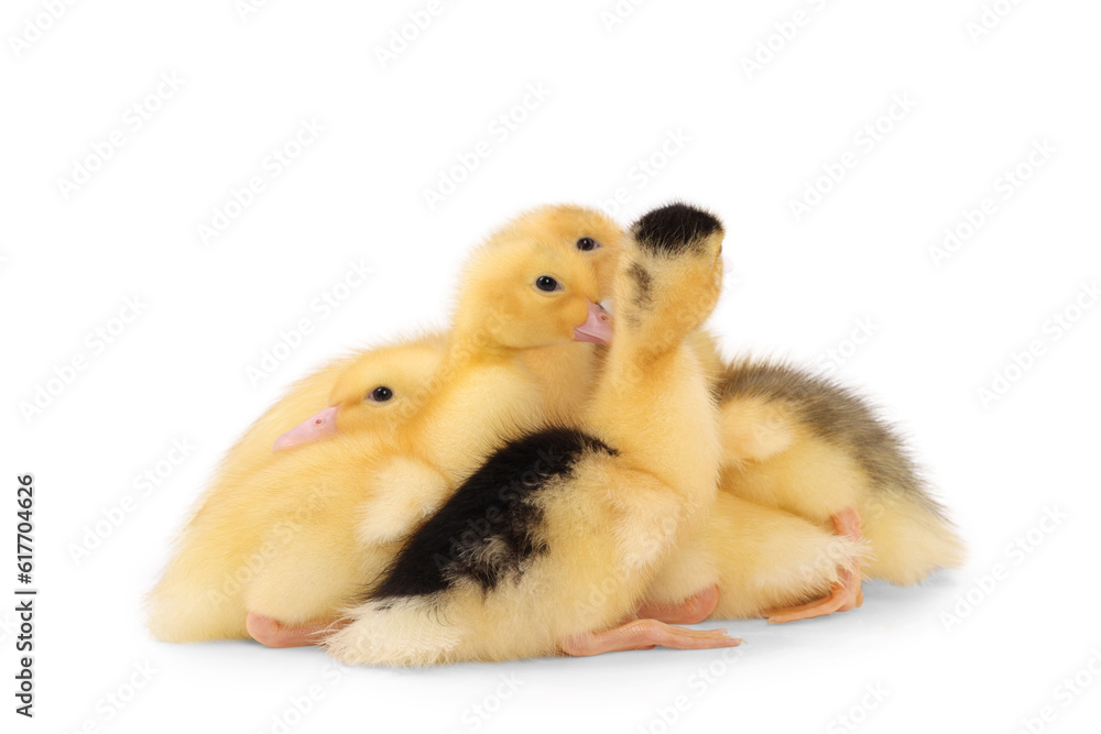 Baby animals. Cute fluffy ducklings on white background