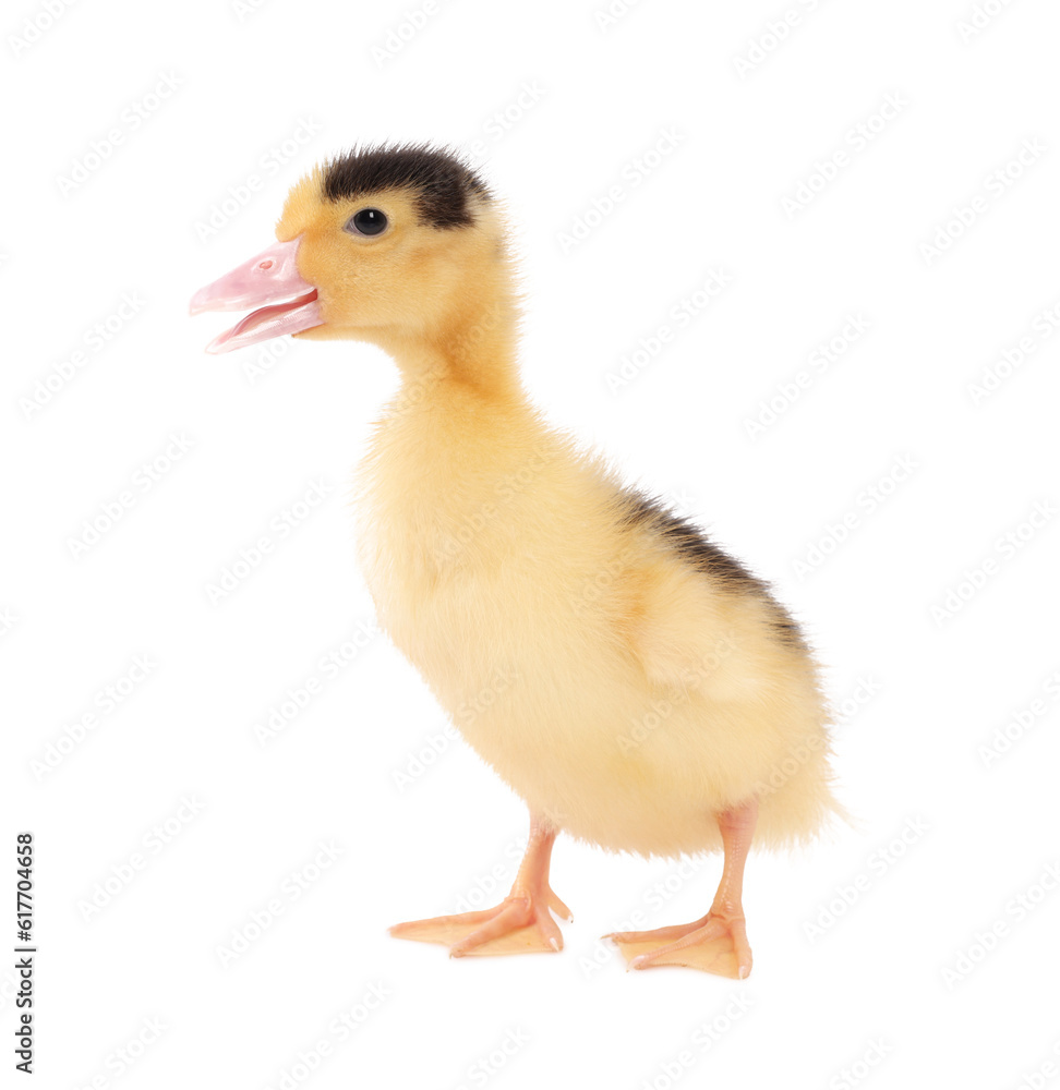 Baby animal. Cute fluffy duckling on white background Baby animal. Cute fluffy duckling on white background