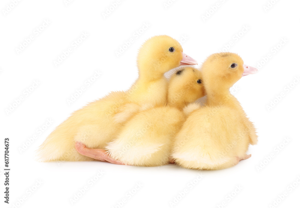 Baby animals. Cute fluffy ducklings on white background Baby animals. Cute fluffy ducklings on white background