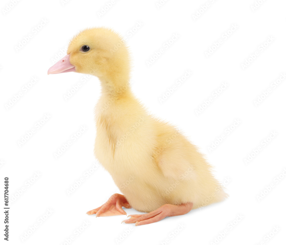Baby animal. Cute fluffy duckling on white background Baby animal. Cute fluffy duckling on white background