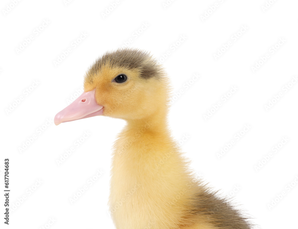 Baby animal. Portrait of cute fluffy duckling on white background Baby animal. Portrait of cute fluffy duckling on white background