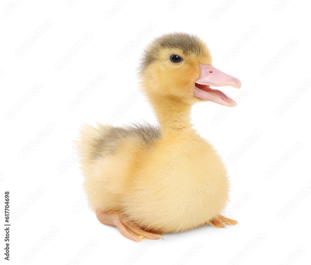 Baby animal. Cute fluffy duckling on white background Baby animal. Cute fluffy duckling on white background