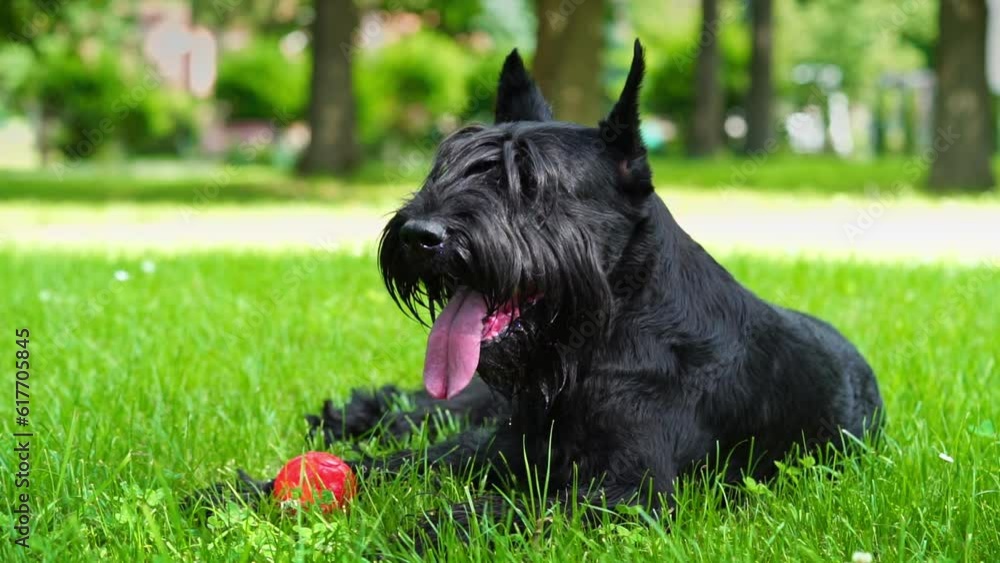 Giant schnauzer dog lies tired after playing on green grass with tongue out. Giant schnauzer dog lies tired after playing on green grass with tongue out.