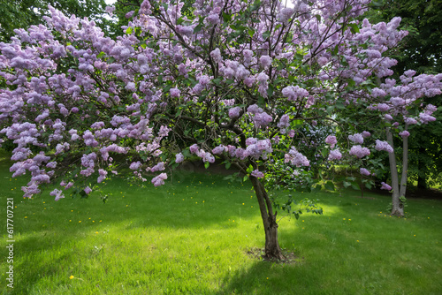 Beautiful lilac bush against the background of green grass and trees