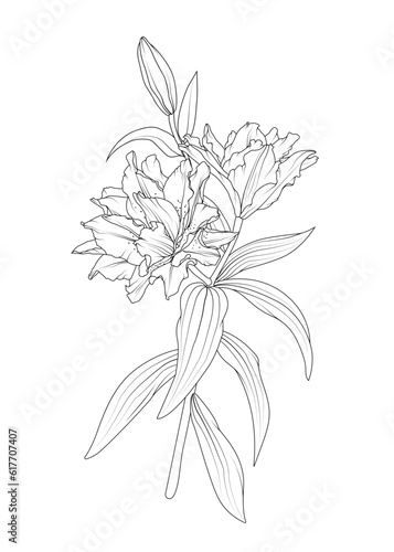 Isolated elegant white lily flowers with stem and leaves. Vector sketch outline drawing. Black and white.