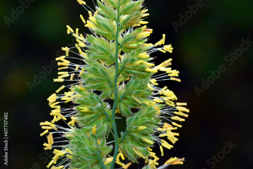 Detail of the stamens with ...