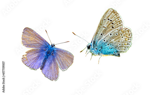 Canvas Print lycaenidae butterfly isolated on white