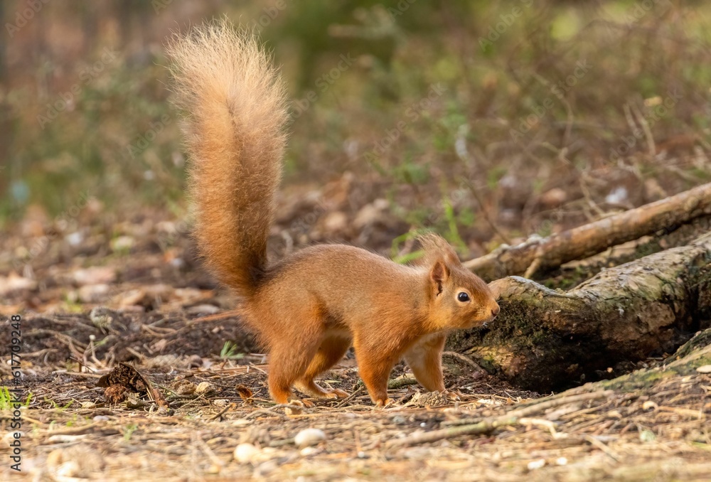 Curious red squirrel stands in a lush forest, taking a stroll across the lush green grass Curious red squirrel stands in a lush forest, taking a stroll across the lush green grass