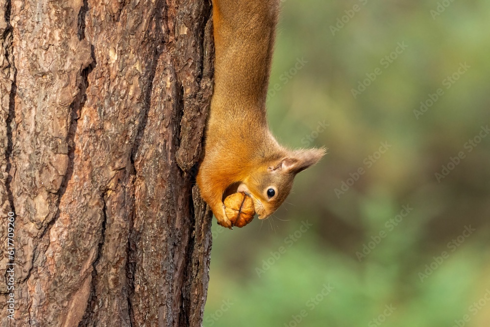 Small red squirrel climbing up the side of a rough, bark-covered tree holding a nut