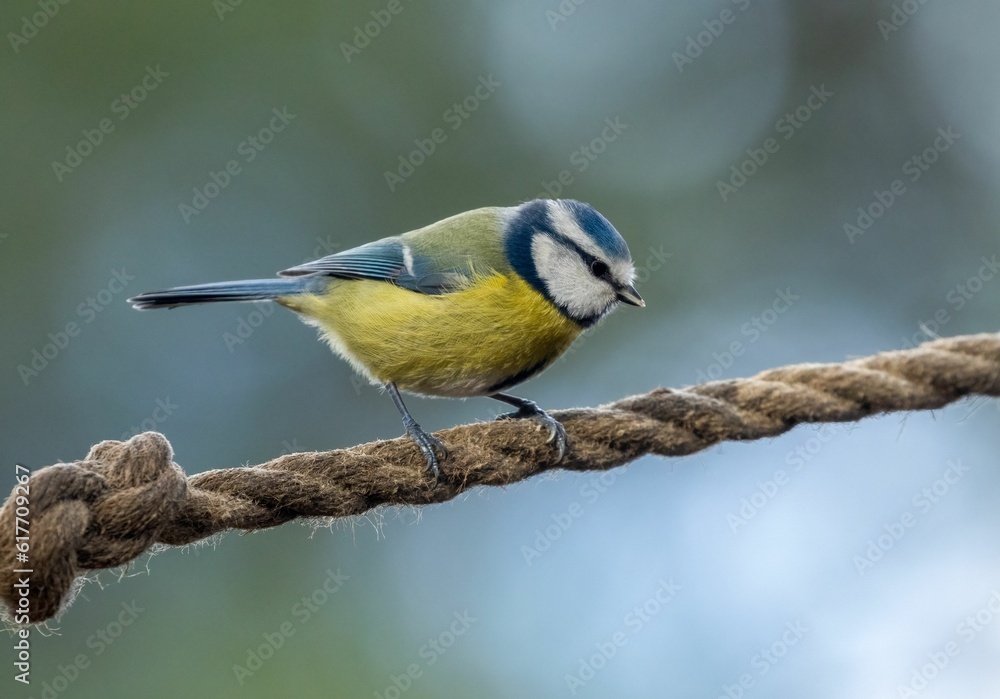 Naklejka premium Vibrant yellow and blue great tit perched on the rope