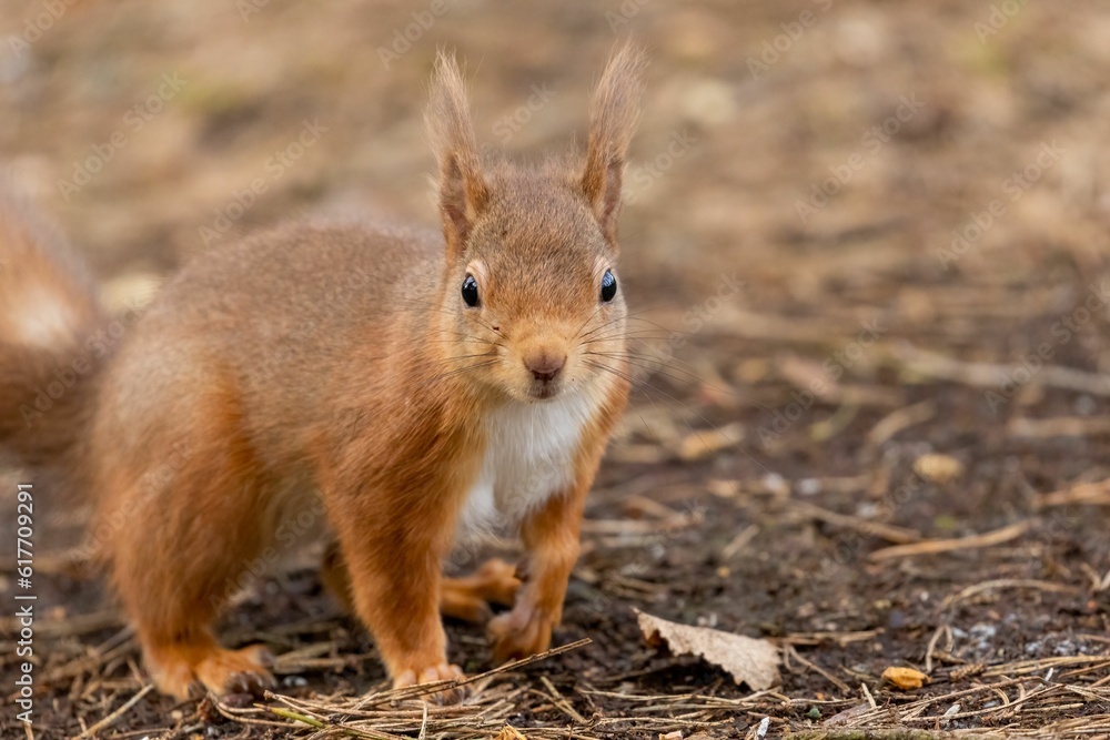 Red squirrel in the forest looking at the camera