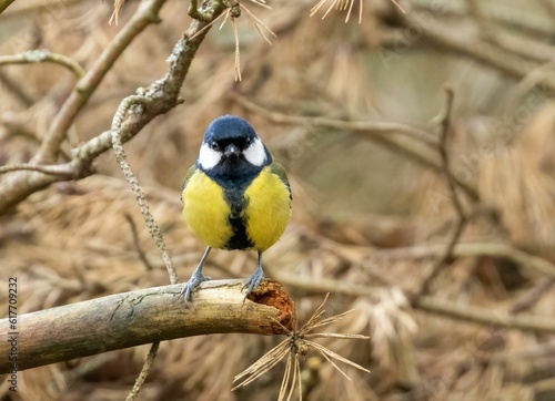 Small great tit bird perched atop a barren tree branch against a backdrop of dry brush
