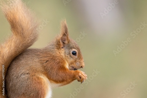Bushy-tailed red squirrel nibbling on a snack held in its small  furry paw