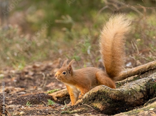 squirrel with tail up stands on a pile of tree bark