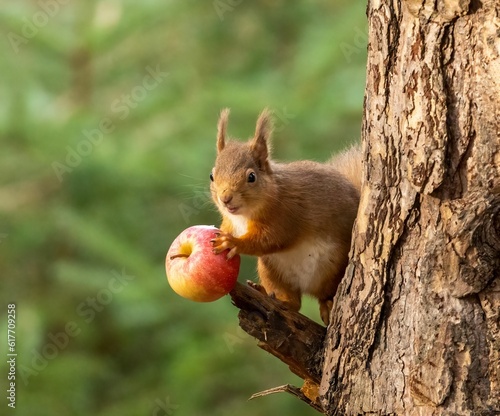 a red squirrel eating an apple on the trunk of a tree