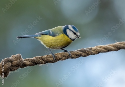 Vibrant yellow and blue great tit perched on the rope