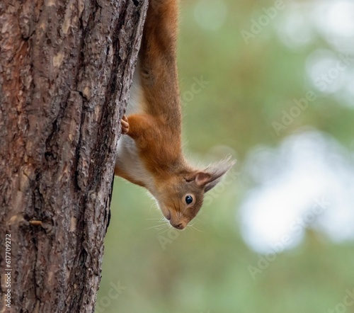 Small, red squirrel clings to the trunk of a tall, green tree in a wooded area
