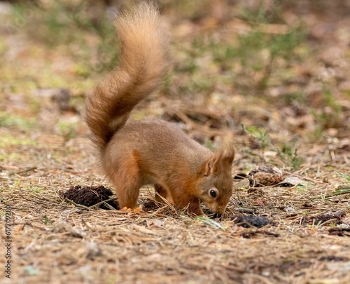 Принти на полотні Vibrant red squirrel burrying food in the forest