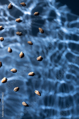 Seashells with underwater shadows on the blue background top view. Copy space