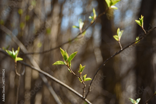 young green leaves on a branch