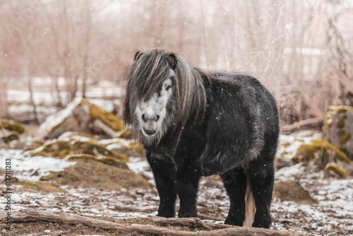 Fototapeta Naklejka Na Ścianę i Meble -  Black Shetland pony stands in a picturesque forest setting under snowfall