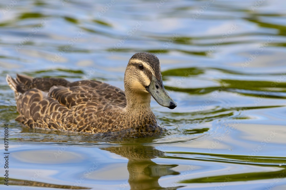 Duck swimming in a lake in the sunlight