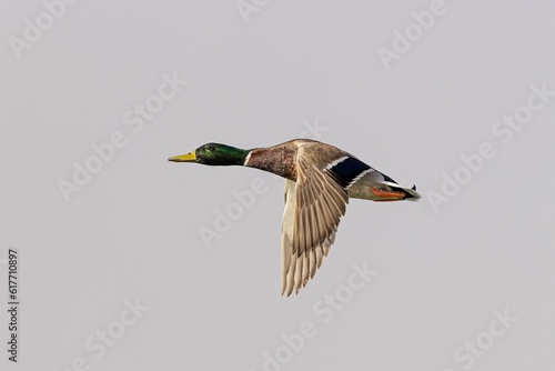 Mallard duck in flight soaring gracefully against a bright, clear blue sky