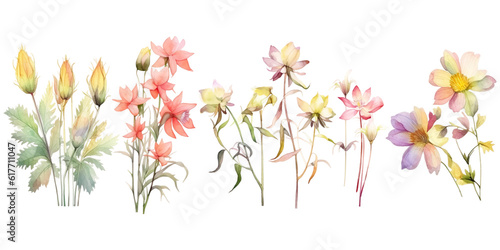 Beautiful Aquilegias flowers watercolors elements set.