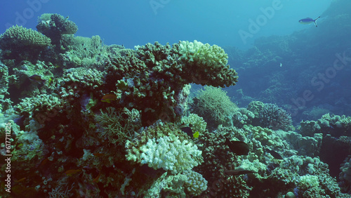 Bleached Hard Table Coral Acropora. Bleaching and death of corals from excessive seawater heating due to climate change and global warming. Decolored corals in Red Sea  Safaga  Egypt