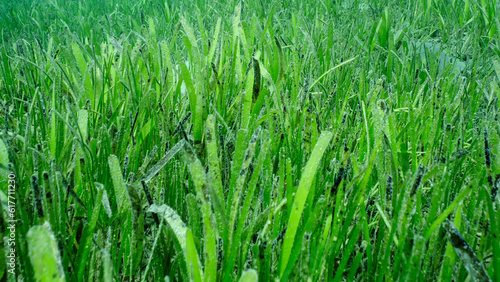 Closeup of seagrass bed covered with Sickle-leaved Cymodocea seagrass (Thalassodendron ciliatum) green seagrass meadow on sunny day, Red sea, Safaga, Egypt
