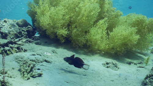 Blue White-barred Goby (Amblygobius Semicinctus, Amblygobius phalaena) swims near Soft coral Yellow Broccoli (Litophyton arboreum) on sandy seabed on sunny day, Red sea, Safaga, Egypt photo
