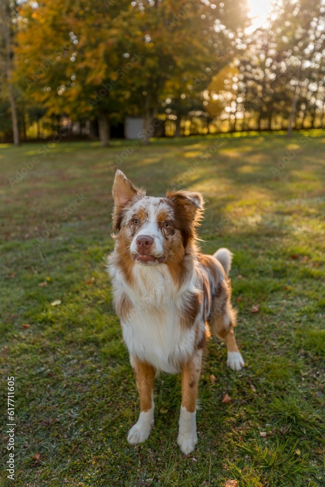 Adorable Australian Shepherd dog standing in a grassy area Adorable Australian Shepherd dog standing in a grassy area