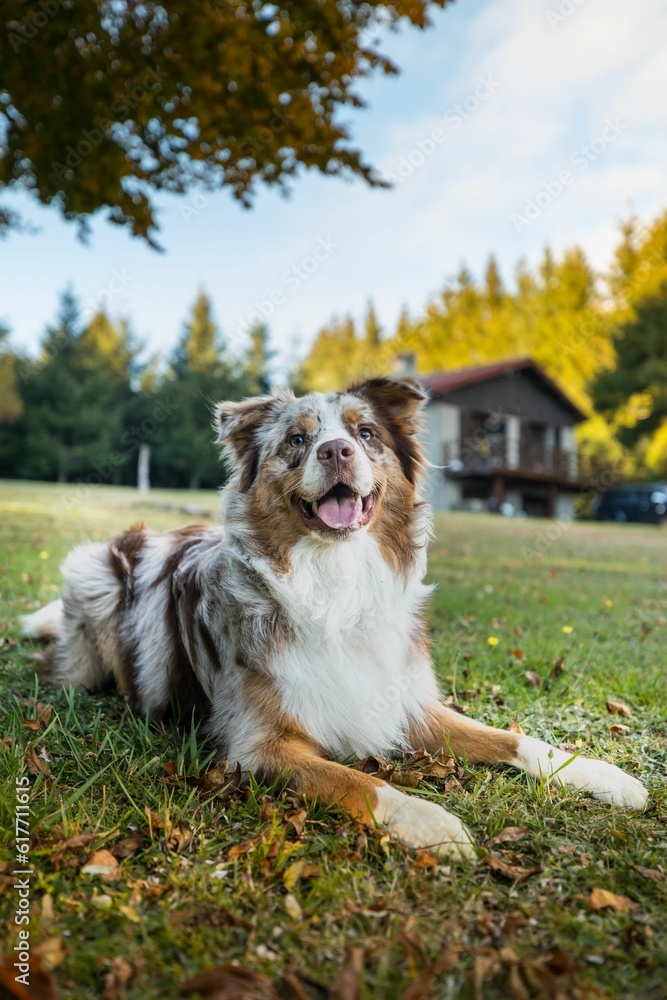 Adorable Australian Shepherd dog standing in a grassy area