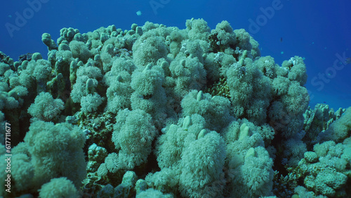 Flowerpot coral or Anemone coral (Goniopora columna) grown on hard corals Porites, Red sea, Safaga, Egypt