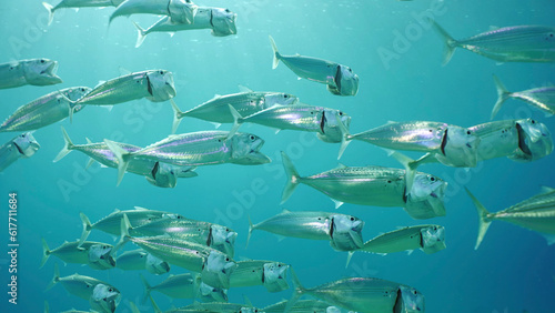 Photography Shoal of Striped Mackerel or Indian Nackerel (Rastrelliger kanagurta) swims in b