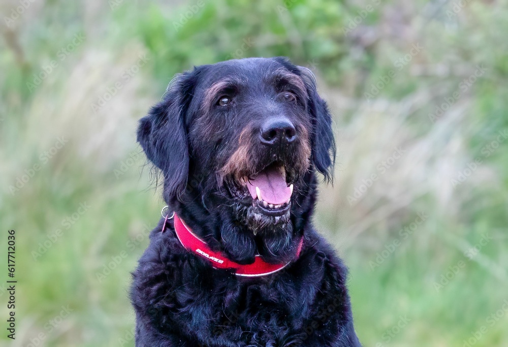 Cute black dog with a red collar standing in a lush green field